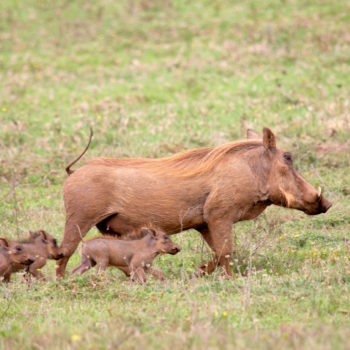 Pumba Private Game Reserve Weddings Family Of Warthogs