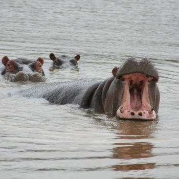 Pumba Private Game Reserve Weddings Hippos In The Lake