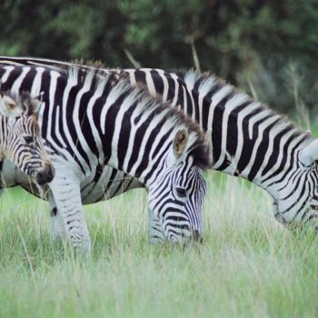 Pumba Private Game Reserve Weddings Zebra On The Reserve