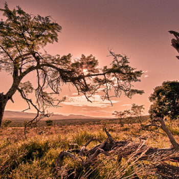 Pumba Private Game Reserve Scenery